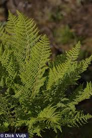 Attēlu rezultāti vaicājumam “Dryopteris expansa”