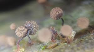 Attēlu rezultāti vaicājumam “Cribraria intricata”