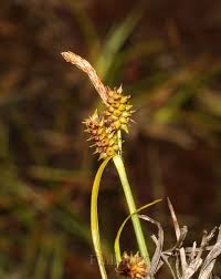 Attēlu rezultāti vaicājumam “Carex viridula flower”