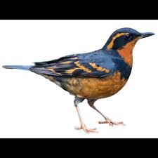 Image result for Ixoreus naevius