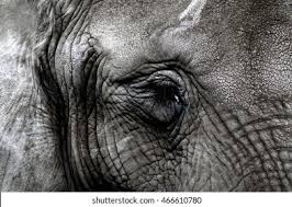 Image result for sad elephant