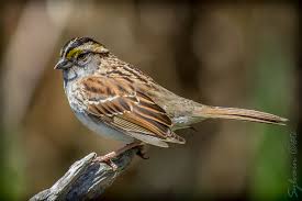 Image result for Zonotrichia albicollis