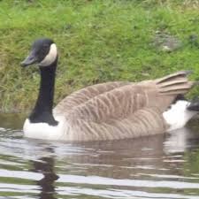 Attēlu rezultāti vaicājumam “Branta canadensis”
