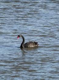 Image result for Sussex Swans