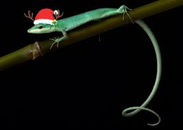 Attēlu rezultāti vaicājumam “Petractis sp.”