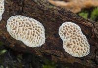 Attēlu rezultāti vaicājumam “Antrodia albida”