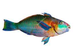 Image result for *PHUfbqhZ