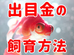 Image result for 出目金