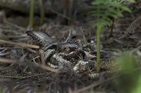 Attēlu rezultāti vaicājumam “Caprimulgus europaeus nest”
