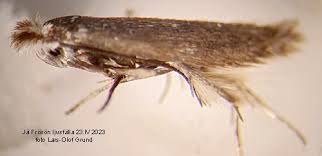 Attēlu rezultāti vaicājumam “Bucculatrix rhamniella”
