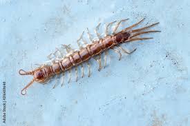 Attēlu rezultāti vaicājumam “Lithobius forficatus”