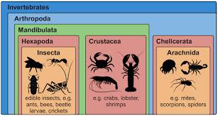 Attēlu rezultāti vaicājumam “Insecta”