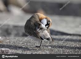 Image result for Charadrius mongolus