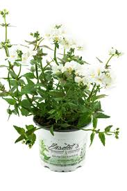 Image result for Elfenspiegel