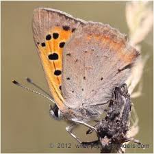 Attēlu rezultāti vaicājumam “Lycaena phlaeas underside”