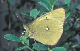 Attēlu rezultāti vaicājumam “Colias palaeno”