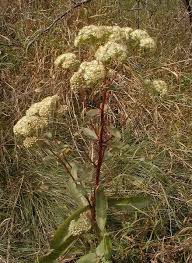 Attēlu rezultāti vaicājumam “Hylotelephium maximum”