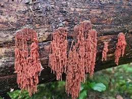 Attēlu rezultāti vaicājumam “Arcyria globosa”