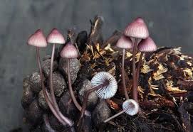Attēlu rezultāti vaicājumam “Mycena purpureofusca”