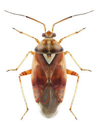 Attēlu rezultāti vaicājumam “Lygus pratensis”