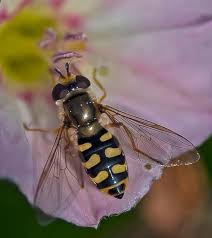 Attēlu rezultāti vaicājumam “Eupeodes nielseni”