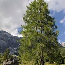 Attēlu rezultāti vaicājumam “Larix decidua”