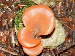 Attēlu rezultāti vaicājumam “Tremiscus helvelloides”