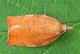 Attēlu rezultāti vaicājumam “Pandemis corylana”