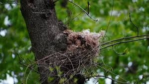 Attēlu rezultāti vaicājumam “nest”