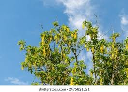 Attēlu rezultāti vaicājumam “Laburnum alpinum leaf”