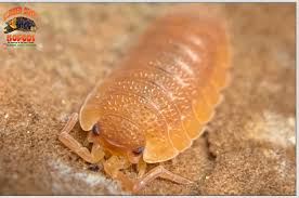 Attēlu rezultāti vaicājumam “Porcellio scaber”