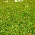 Attēlu rezultāti vaicājumam “Peucedanum oreoselinum leaf”