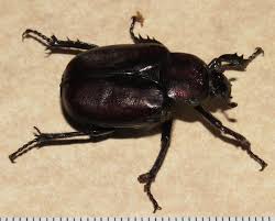 Attēlu rezultāti vaicājumam “Scarabaeidae”