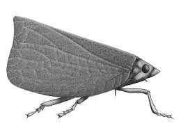 Attēlu rezultāti vaicājumam “Auchenorrhyncha”