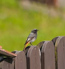 Attēlu rezultāti vaicājumam “Phoenicurus ochruros”