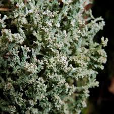 Attēlu rezultāti vaicājumam “Cladonia ramulosa”