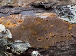 Attēlu rezultāti vaicājumam “Phellinus laevigatus”