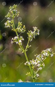 Attēlu rezultāti vaicājumam “Galium album bud”