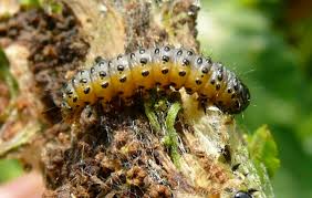 Attēlu rezultāti vaicājumam “Depressaria olerella imago”