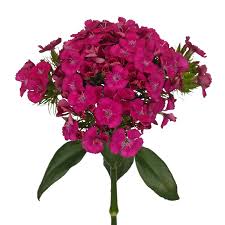 Image result for Dianthus barbatus
