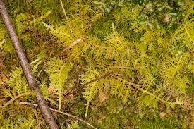 Attēlu rezultāti vaicājumam “Thuidium delicatulum”