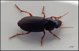 Attēlu rezultāti vaicājumam “Pseudoophonus rufipes”