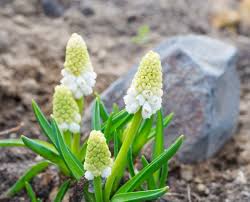 Attēlu rezultāti vaicājumam “Muscari botryoides flower”