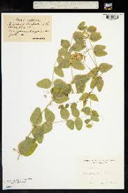 Attēlu rezultāti vaicājumam “Vicia pisiformis”