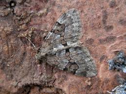 Attēlu rezultāti vaicājumam “Thera variata”