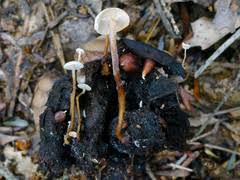 Attēlu rezultāti vaicājumam “Collybia tuberosa”