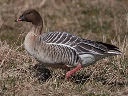 Attēlu rezultāti vaicājumam “Anser brachyrhynchus”