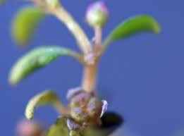 Attēlu rezultāti vaicājumam “Elatinaceae”