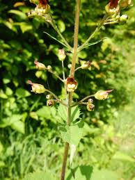 Attēlu rezultāti vaicājumam “Scrophularia umbrosa flower”