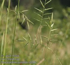 Attēlu rezultāti vaicājumam “Brachypodium pinnatum”